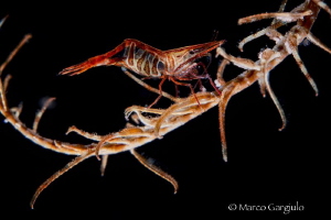 Mymic shrimp on a mediterranean crinoid by Marco Gargiulo 